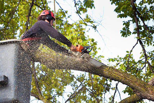 Reliable Lanham, MD Tree Service Solutions